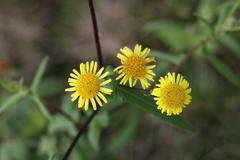 Vicoa indica